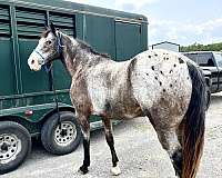 15-hand-walkaloosa-gelding
