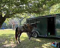 15-hand-gelding