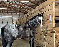15-hand-walkaloosa-horse
