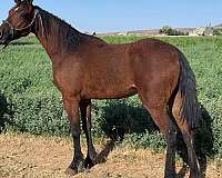 agouti-missouri-fox-trotter-horse