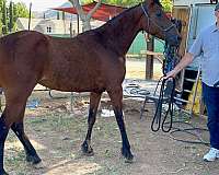 breeding-prospect-missouri-fox-trotter-horse