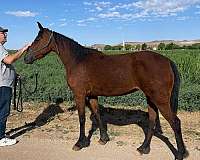 broodmare-prospect-missouri-fox-trotter-horse
