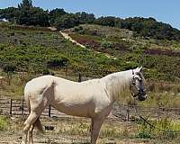 beach-rocky-mountain-horse