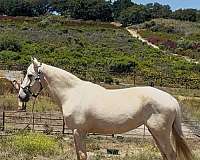 beautiful-palomino-rocky-mountain-horse
