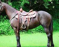 all-around-friesian-horse