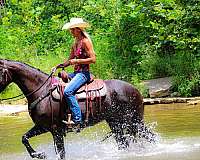 athletic-friesian-horse