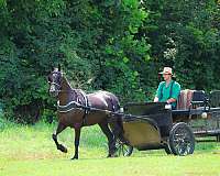 beginner-friesian-horse