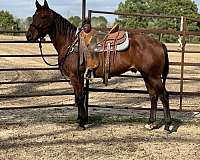 bay-heel-trail-horse