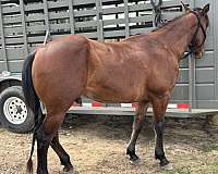 hind-right-sock-horse