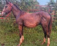 black-buckskin-draft-colt-gelding