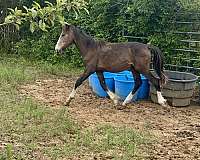 black-buckskin-shire-colt-gelding