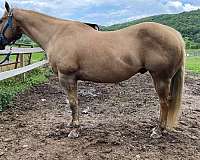 quarter-horse-gelding