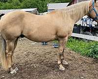 quarter-horse-for-sale