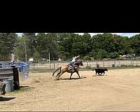 quarter-horse