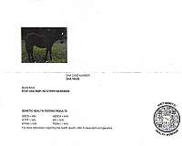 rawhides-dunit-horse