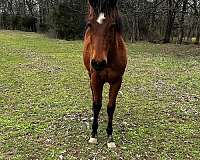 rawhides-slvr-bullet-horse