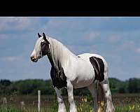 gypsy-vanner-mare