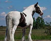 challenge-gypsy-vanner-horse