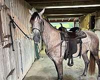 filly