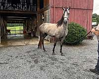 grey-gaited-horse