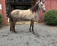 gaited-filly
