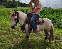 pinto-pony