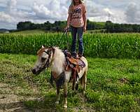 buckskin-pinto-pony
