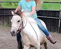 all-around-miniature-pony