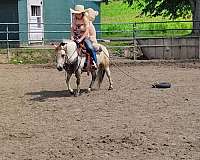 driving-miniature-pony