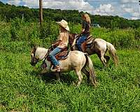 buckskin-miniature-gelding
