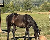 all-around-paint-horse