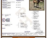 athletic-paint-horse