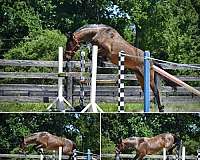 blm-brand-on-neck-maple-swamp-farm-left-hip-horse