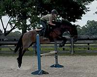 bay-roan-blm-brand-on-neck-maple-swamp-farm-left-hip-horse