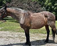 eventing-prospect-mustang-horse