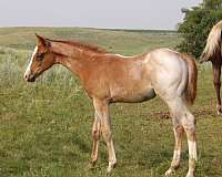 youth-project-horse