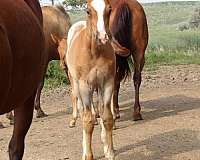 north-dakota-colt