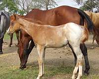 south-dakota-colt