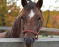 show-stallion-pony-welsh-pony