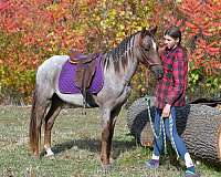 pony-welsh-pony-foal