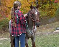 welsh-pony-stallion