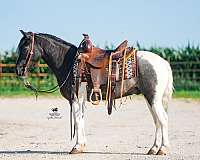 athletic-pony