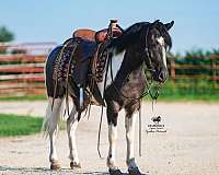 beginner-pony