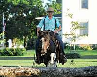 ranch-pony