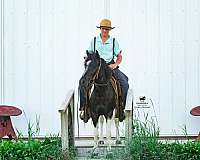 show-pony