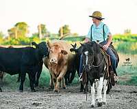 pinto-pony-gelding