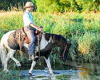 pinto-all-around-pony