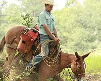 beginner-mule