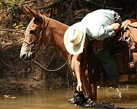flashy-mule