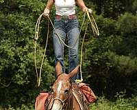 husband-safe-mule